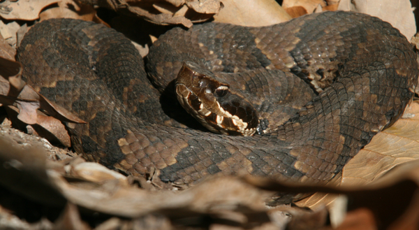 Cottonmouth snake coiled 